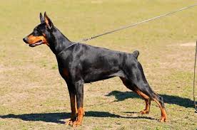 Resultado de imagen de los doberman