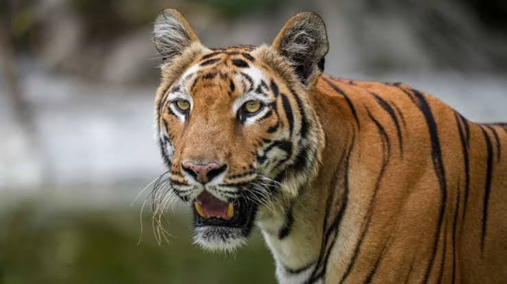Buxa Tiger Reserve: ভিন রাজ্যে যেতে হবে না, বক্সার জঙ্গলেই আবার দেখা মিলবে বাঘের! বিরাট উদ্যোগ রাজ্যের | WB Govt Big Initiative to Bring Back Tiger in Buxa Tiger Reserve, Female Tiger