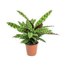 Calathea Lancifolia Rattlesnake Plant Plants Calathea Variegated Plants