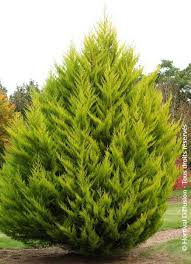 Image result for Cupressus macrocarpa