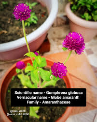 Image result for Amaranthaceae