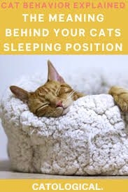Cat Sleeping Position Meanings What Does Belly Up Or Curled Up Mean Cat Sleeping Positions Sleeping Positions Cats