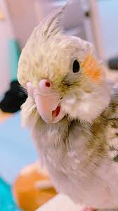 千葉県 オカメインコを探しています Okameinkomaigo Twitter