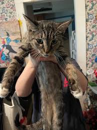 UPDATE!!! KITTY IS HOME NOW WITH HER OWNER!! Female cat found