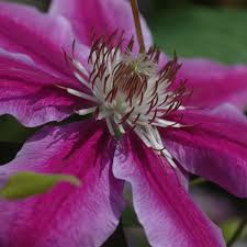 Ruppel offers fans a showier choice. Clematis Dr Ruppel Online Bestellen Schmid Gartenpflanzen