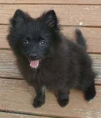 Puppy Pomeranian Dog Black And Brown Strong S Pups Poms Poodles Yorkies Black Pomeranian Puppy Cartoon Pomeranian Puppy