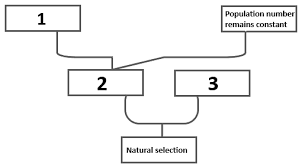 Mayr's was a professor at harvard university. The Diagram Shows A Summary Of Darwins Theory Of Natural Class 12 Biology Cbse