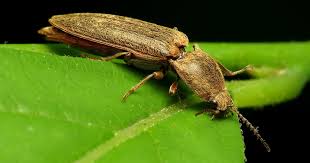 Check spelling or type a new query. Scientists Capture The Inner Workings Of The Click Beetle S Explosive Jumps