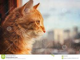 red pet cat sitting on the windowsill download from over 55 million high quality stock photos images vectors sign up for fr cats pets cats cat expressions