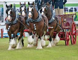 We did not find results for: Celebrating The Clydesdale Horse Journals
