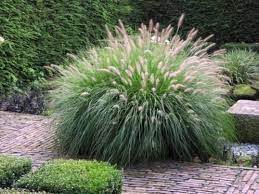 pennisetum carex liriope siergrassen vele soorten siergras siergras tuin bloembakken siergrassen