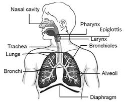 Documents similar to liver pathophysiology and schematic diagram. Cbse Class 10 Important Biology Diagrams For Board Exam 2019
