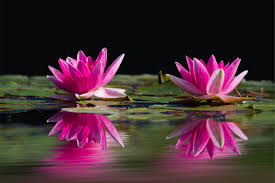 White lotus flowers beautiful images beautiful black and. Two Lotus Flowers Surrounded By Pods Above Water Free Stock Photo