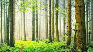 Switzerland Spring Nature Forest Scenery High Definition Wallpapers Hd Wallpapers Forest Scenery Nature Tree Landscape Wallpaper
