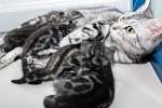 American Shorthair Kittens for Sale - Adoptapet