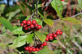 The genus is usually considered to contain two or three species, one of which is naturalized in europe. Aronia Arbutifolia Udbg