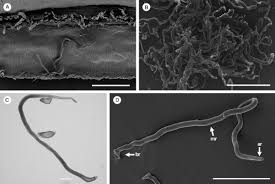 Image result for Tridactyle anthomaniaca