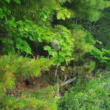 You'll find many attractions in eagle river for the whole family transportation options to and around eagle river. Border Pest Control Pest Control 2102 Musky Dam Ln Eagle River Wi Phone Number
