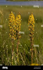 Image result for Ligularia sibirica