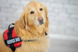 Apply you can apply for a dog license online, or by downloading and mailing in an application. Service Animal Laws Resource Guide Findlaw