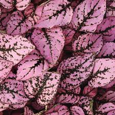 Image result for Hypoestes sp. aff. aristata B