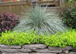 Image result for Andropogon pseudapricus