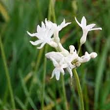 Image result for Tulbaghia acutiloba