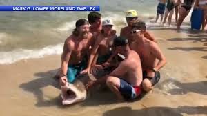 When it comes to protecting your home, you need a pest control guy that knows what to look for! Video Shows Fishermen In Lbi Reportedly Catching 6 Foot Shark Barnegat Nj Patch