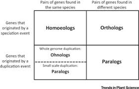 Image result for Homozeugos