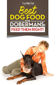 Best Dog Food For Dobermans 2018 What To Feed Doberman
