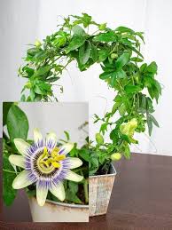 Image result for Passiflora caerulea
