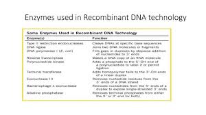 Enzymes Used In Recombinant Dna Technology Online Biology Notes Restriction enzymes and dna ligase can be used to make a stable recombinant dna molecule, with dna that has been spliced together from two different organisms.