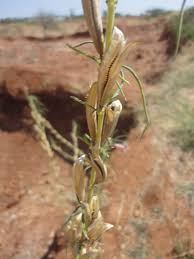 Image result for Sesamum alatum