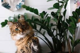 Houseplants do a house good. 15 Low Maintenance Plants That Are Safe For Cats 2020