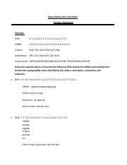 Using the genetic code chart fill in the amino acids for each dna strand. Transcription And Translation Ws Docx Transcription And Translation Practice Worksheet Example Dna Mrna Codons Aug Cgc Aua Ugg Cug Uaa Anticodons Course Hero