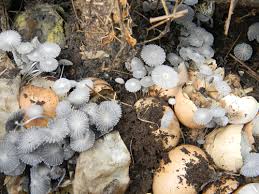 Back in may, fine gardening committed to planning and planting a garden for karen, an emergency department nurse. Compost Is Not Enough Steve Nooooo The Survival Gardener