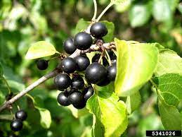 Once you bite into a crisp arkansas black apple you'll know why it's the baker's favorite apple: Buckthorn Common Vermont Invasives