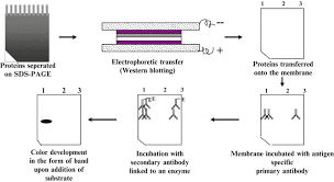We did not find results for: Molecular Diagnostics Springerlink