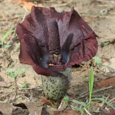Image result for Amorphophallus abyssinicus