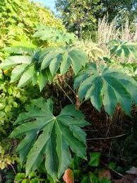 Alison Weller Garden Designer Http Alisonwellergardendesign Co Uk Plant Leaves Plants Garden