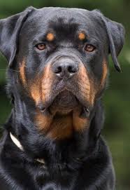 pin on rottweiler
