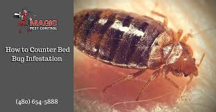 We get your property back to normal as bed bug control in paradise valley az. How To Counter Bed Bug Infestation