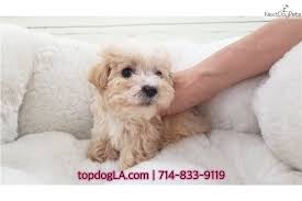 In the past month, 2893 homes have been sold in orange county. Tucker Morkie Yorktese Puppy For Sale Near Orange County California 40a9ab76 38c1