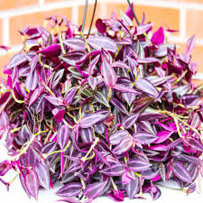 Image result for Tradescantia zebrina