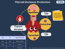 Image result for Thyroid Function Test