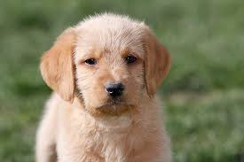 Maybe you would like to learn more about one of these? Labradoodle Alle Infos Zur Rasse Die Tierexperten