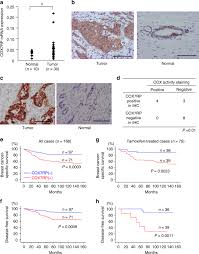 Japan parts di120 огромный выбор и низкие цены. Mitochondrial Supercomplex Assembly Promotes Breast And Endometrial Tumorigenesis By Metabolic Alterations And Enhanced Hypoxia Tolerance Nature Communications