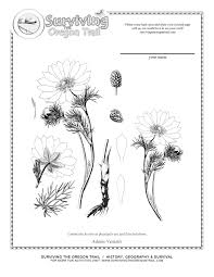 The pure royalty adult coloring page is a mandala coloring page filled with opulence. Botany Coloring Pages Coloring Home