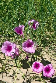 Image result for Ipomoea lapathifolia