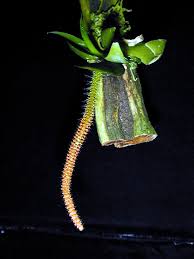 Image result for Brachycorythis rhodostachys